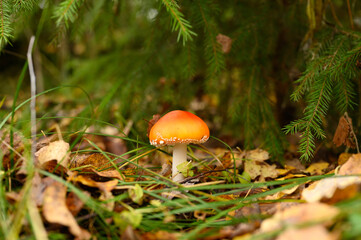 mushroom fly agaric in grass on autumn forest background. toxic and hallucinogen red poisonous amanita muscaria fungus macro close up in natural environment