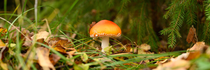 mushroom fly agaric in grass on autumn forest background. toxic and hallucinogen red poisonous amanita muscaria fungus macro close up in natural environment. banner