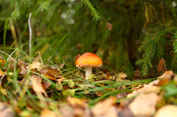 mushroom fly agaric in grass on autumn forest background. toxic and hallucinogen red poisonous amanita muscaria fungus macro close up in natural environment