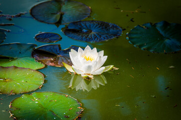 Seerose, Nymphaea, Seerosengewächse, Seerosenblätter,
Seerosenteich, Teich, Wasserpflanze, Wasserblume, Blume, Naturteich, Park, Sommer, Basel, Baselland, Nordwestschweiz, Schweiz