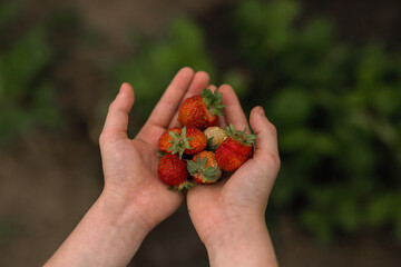 Ripe red strawberries lie in the palms of your hands. Close up.