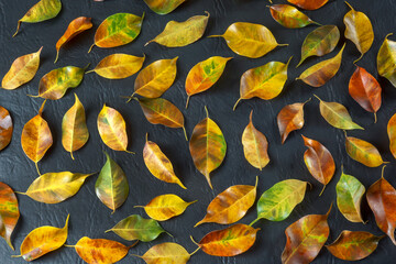 dry leaves with autumn colors on black background