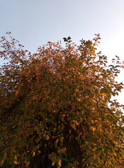 tree with leaves