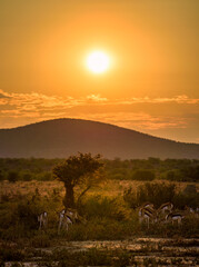Naklejka na ściany i meble Herd of springbok antelopes photographed at sunset in Namibia
