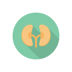 Obraz premium ureters