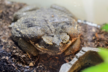 The frog hid among the rocks. Mimicry and protective coloration of amphibians. Camouflage reptiles.