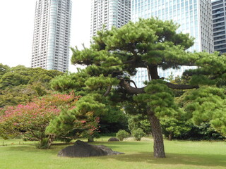 秋の日本庭園（東京）