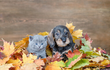 Puppy and kitten sitting together  under autumn foliage and look at camera