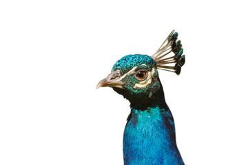 Obraz premium peacock isolated on white background