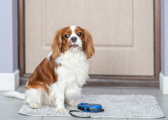 King charles spaniel dog with leash waiting to go walkies near a door