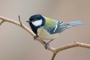 シジュウカラ 野鳥
