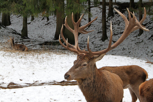 Ein starker Hirsch mit mächtigem Geweih. Rotwild, Cervus elaphus, Wild, Thüringen, Deutschland, Europa
Red Deer, Cervus elaphus, Wild, Thuringia, Germany, Europe