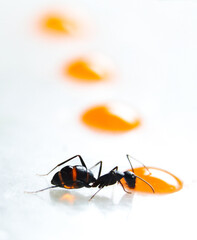 ant eat juice stock photo