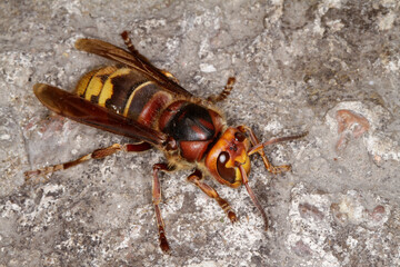 Hornisse, Europäische Hornisse, Vespa Crabro  --  
Hornet, European hornet, Vespa crabro