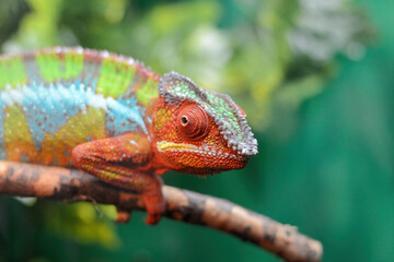 A beautiful, colorful chameleon sits on a branch. The bizarre animal was taken in close up.