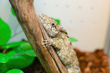 A chameleon in a terrarium sits on a branch and looks at the camera. Close up shot.