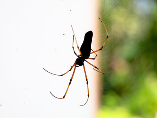 Black colored spider against white background