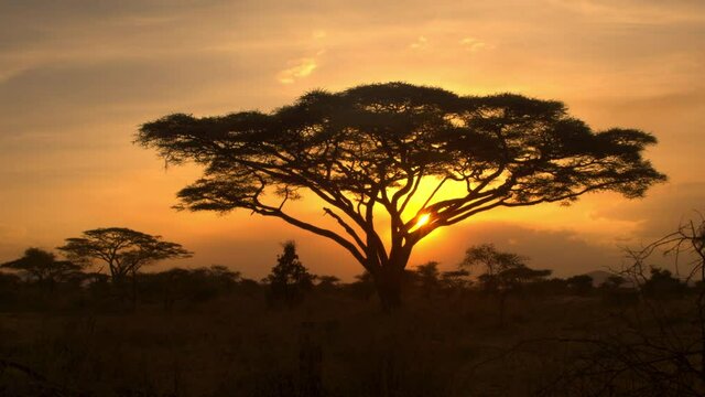SILHOUETTE, LENS FLARE: Golden summer evening sunbeams shine on acacias scattered around the breathtaking African wilderness. Scenic view of an old acacia tree in the heart of picturesque Serengeti.