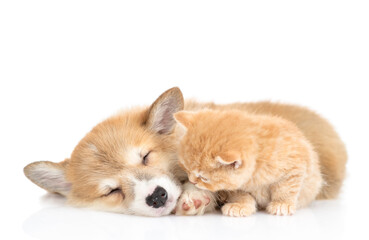 Fototapeta na wymiar Pembroke welsh corgi puppy and tiny kitten sleep together. isolated on white background
