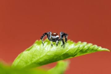 Sylvana Jumping Spider on leaf