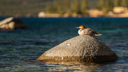 Zen Duck sitting over a rock at lake tahoe