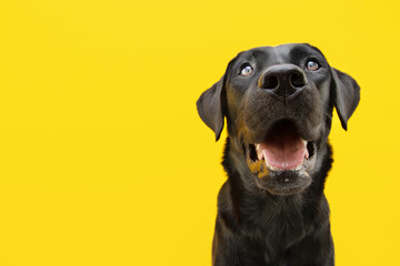 Portrait happy black labrador dog Isolated on yellow colored backgound.