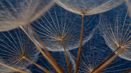 dandelion seed head