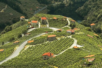 Ribeira Sacra vineyards in Galicia, Spain