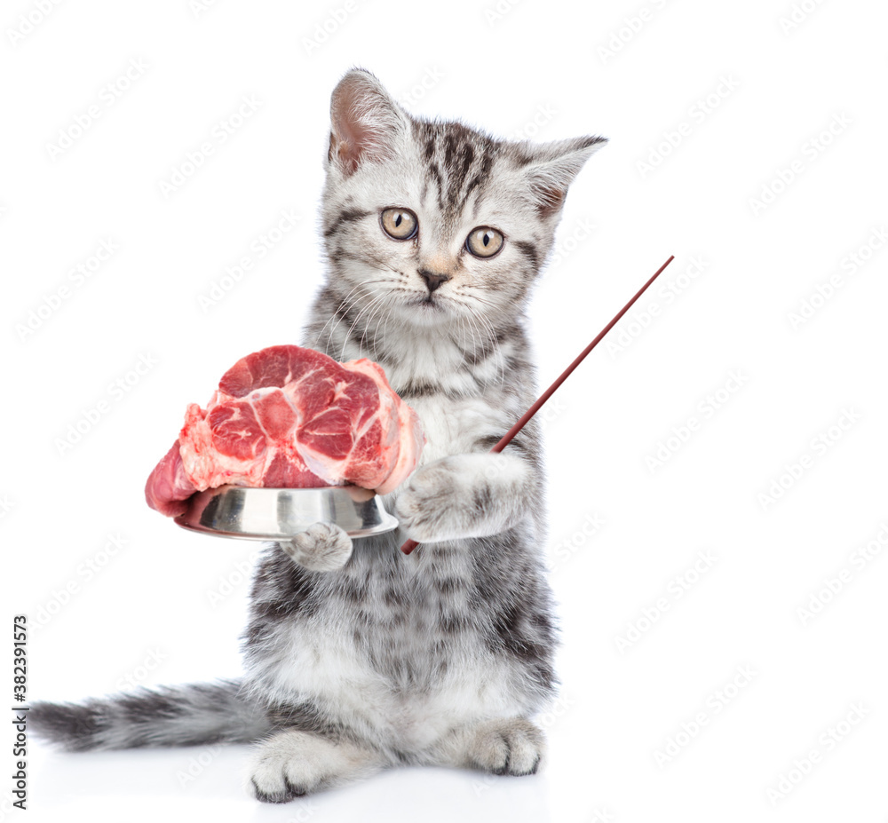 Poster Kitten holds bowl of raw meat and points away on empty space. isolated on white background