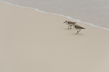 Sandpipers at bitch shore
