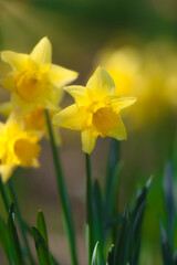 Daffodils in sunlight