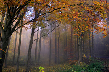 Buntes Herbstlaub und Nebel  verzaubern die Natur im Herbst. Autumn, Colorful Foliage, Fog, Thueringen, Rhoen, Deutschland, Europa