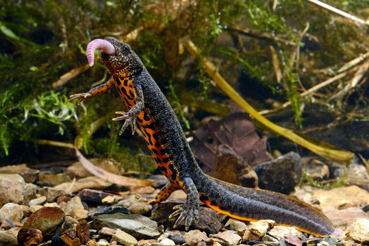 Makedonischer Kammmolch (Triturus macedonicus), Weibchen frisst einen Wurm, Griechenland - Macedonian crested newt, female feeding a worm, Greece 