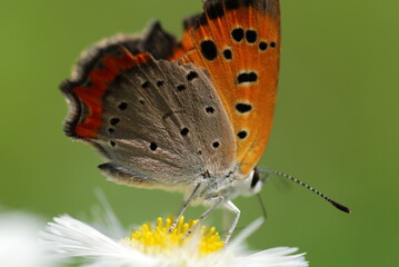 Fototapeta na wymiar 蝶の模様の接写