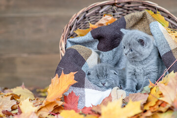Two kittens lie together inside a basket. Empty space for text