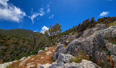 Fototapeta na wymiar Typical Greek view, mountains, bushes, rocky slopes, wind-swept olive trees, blue sky, great clouds. Akrotiri peninsula, Chania region, Crete, Greece.