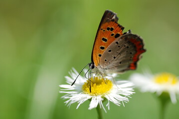 Fototapeta na wymiar 蜜を吸う蝶のアップ