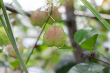 Cape gooseberry or Physalis minima Linn hanging on tree in the garden on blur nature background.