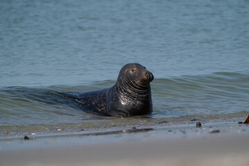 One Grey Seal, Halichoerus grypus. Swimming in the sea with head above water. Beach in foreground