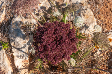 Mediterranean wild plants