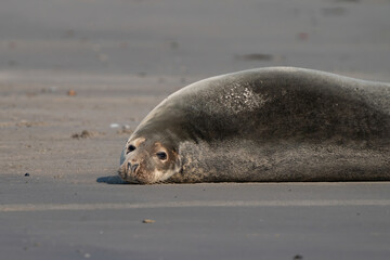 Common Seal Phoca vitulina lying on the beach, Helgoland, Germany