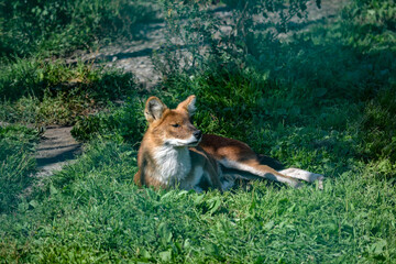 Naklejka na ściany i meble Red Fox resting on the grass: protecting wildlife
