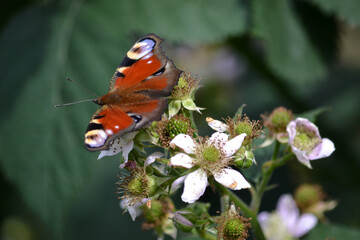 Red and black, multicolored butterfly sitting on a flower on a green background in the summer on the street: close-up, entomology