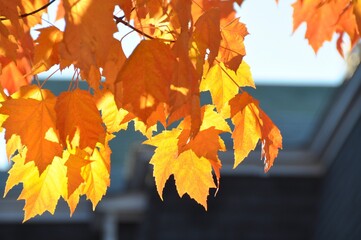 Leaves of Autumn Blazing in Orange & Yellow
