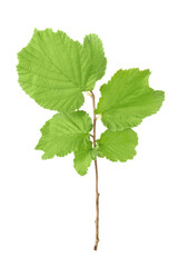 Green leaves on a branch common hazel isolated on a white background