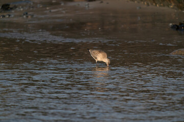 Close-up of a black-tailed godwit Limosa Limosa wader. looks for food in the sea with the head under water
