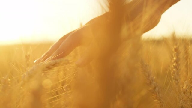 SLOW MOTION, LENS FLARE, CLOSE UP, DOF: Carefree young woman runs her hand through a golden-lit field of wheat. Unrecognizable girl touching rustling wheat spikes on a picturesque summer morning.