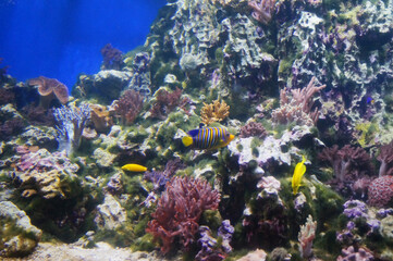 Naklejka na ściany i meble coral Pygoplites diacanthus Zebrasoma underwater tropical fish