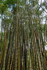 Giant bamboo or dragon bamboo (Dendrocalamus giganteus), Rio de Janeiro, Brazil