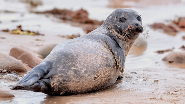 Common seal pup (harbour seal) lying on a sandy shore looking at the camera